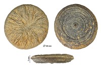 Pseudocunnolites sp